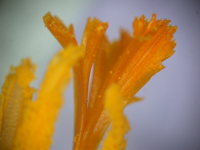 Crocus neapolitanus / Zafferano napoletano